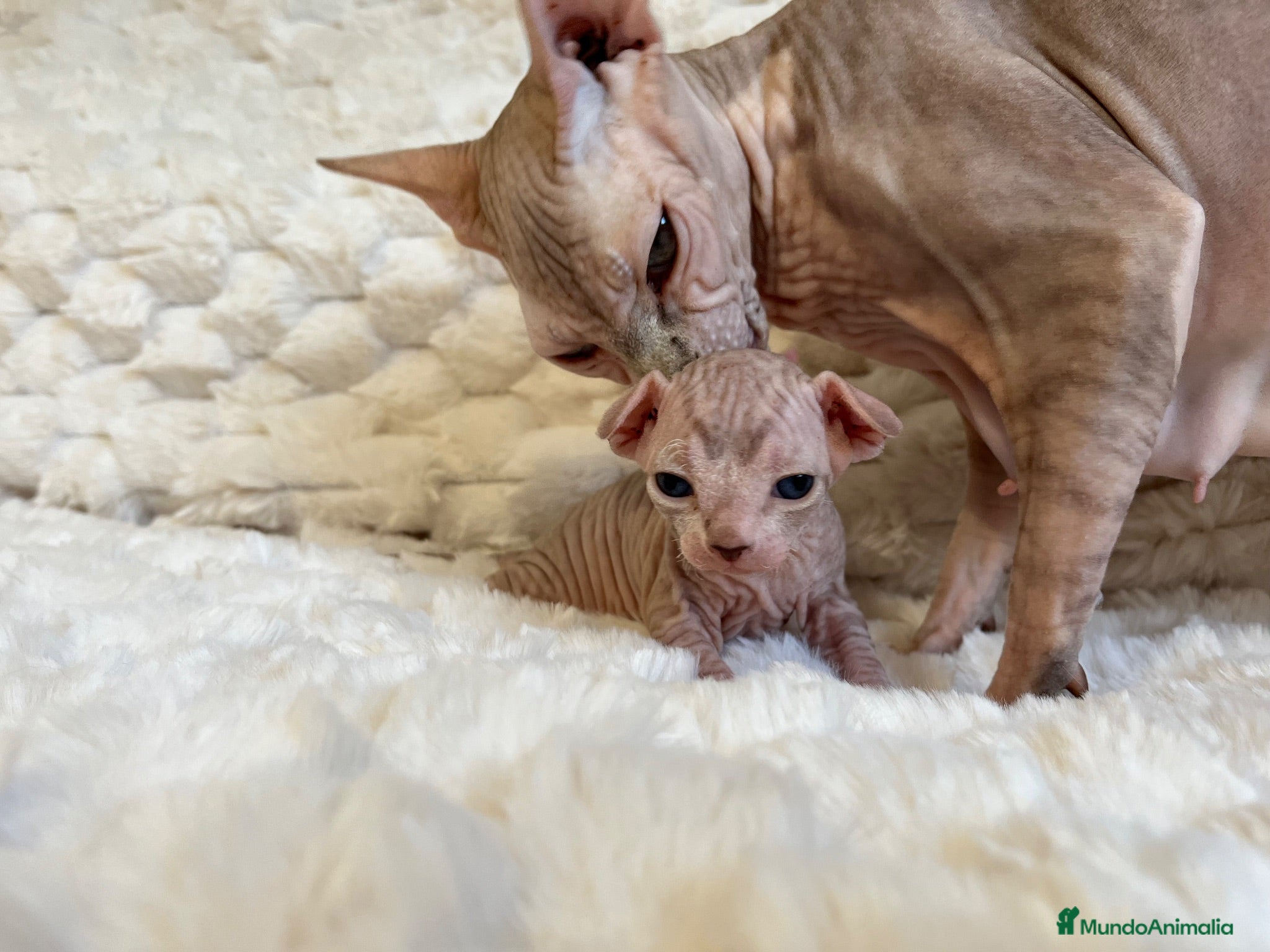 Sphynx gatos Gatitos Sphynx - Anuncio 1