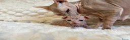 Sphynx gatos en venta: Gatitos Sphynx - Anuncio 1