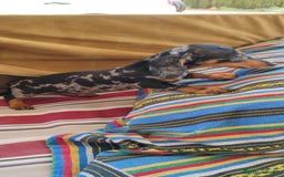 Teckel perros en venta: Cachorro teckel arlequín plata  - Imagen 4