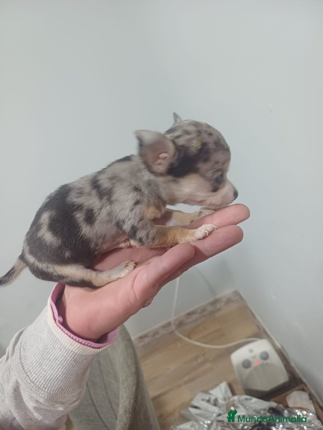 Chihuahua perros en venta: Chihuahua micro toy hembra Merle  - Anuncio 1
