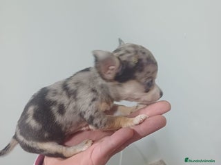 Chihuahua perros Chihuahua micro toy hembra Merle - Anuncio 1