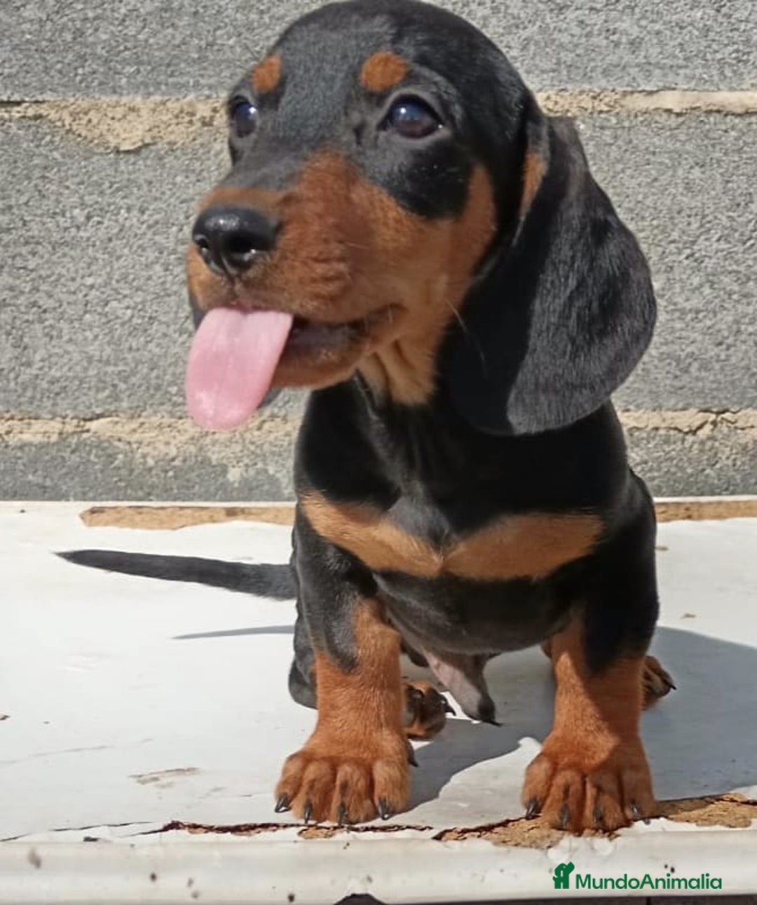 Teckel Miniatura perros en venta: Teclel mini - Imagen 2