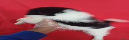 Pomerania perros en venta: Pomerania Panda  - Anuncio 2