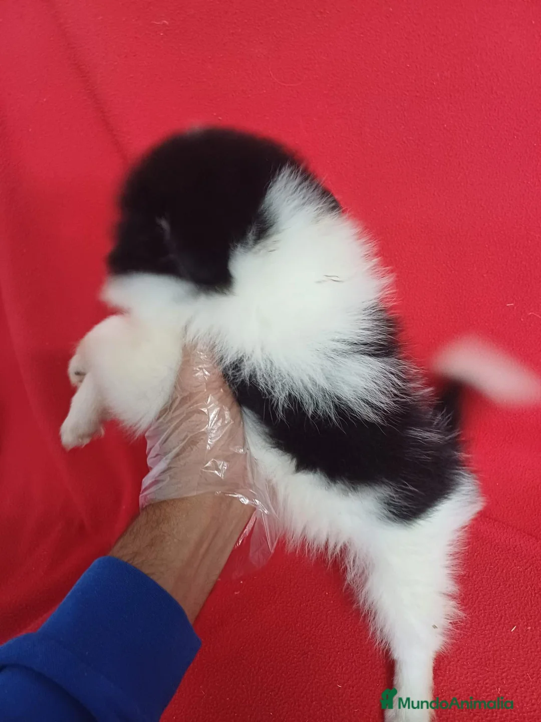 Pomerania perros en venta: Pomerania Panda  - Anuncio 2