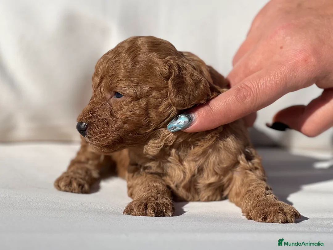 Caniche Toy perros en venta: PRECIOSO EJEMPLAR DE CANICHE TOY ROJO - Anuncio 3