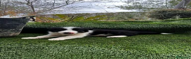 Border Collie 3