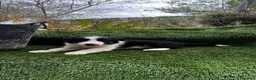 Border Collie perros en venta: Border collies de calidad  - Anuncio 8