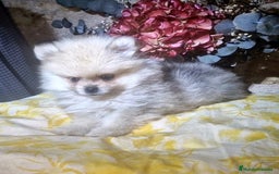 Pomerania perros en venta: Pomerania 50% linea rusa - Imagen 3