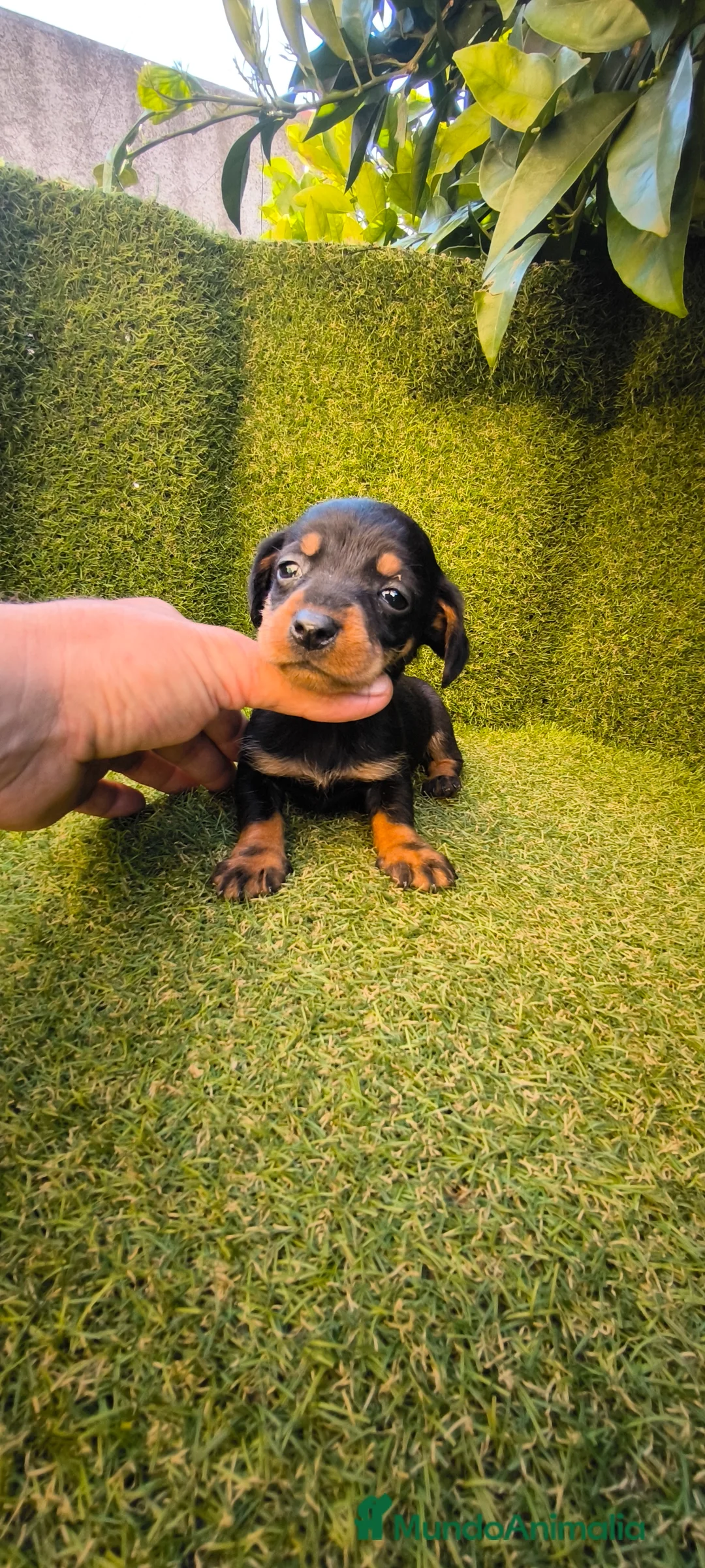 Teckel Miniatura perros en venta: camada teckel miniatura  - Anuncio 14