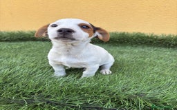 Jack Russell Terrier perros en venta: Camada de Jack Russell de pata corta  - Imagen 7