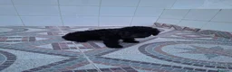 Perro de Agua Español perros en venta: Perros de agua  - Anuncio 4