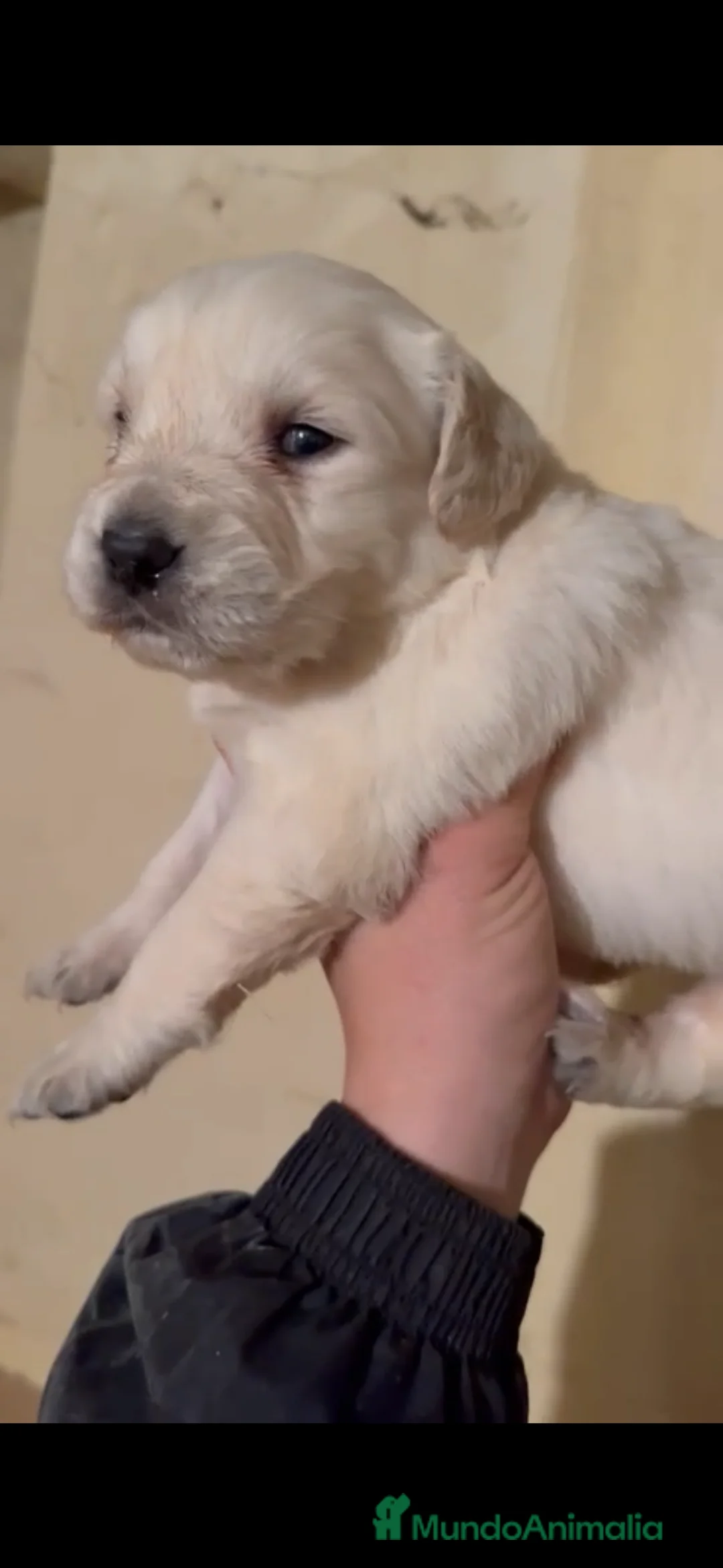 Golden Retriever perros en venta: Golden retriever macho - Anuncio 1