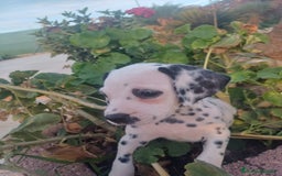 Dálmata perros en venta: Macho dalmata  - Imagen 1