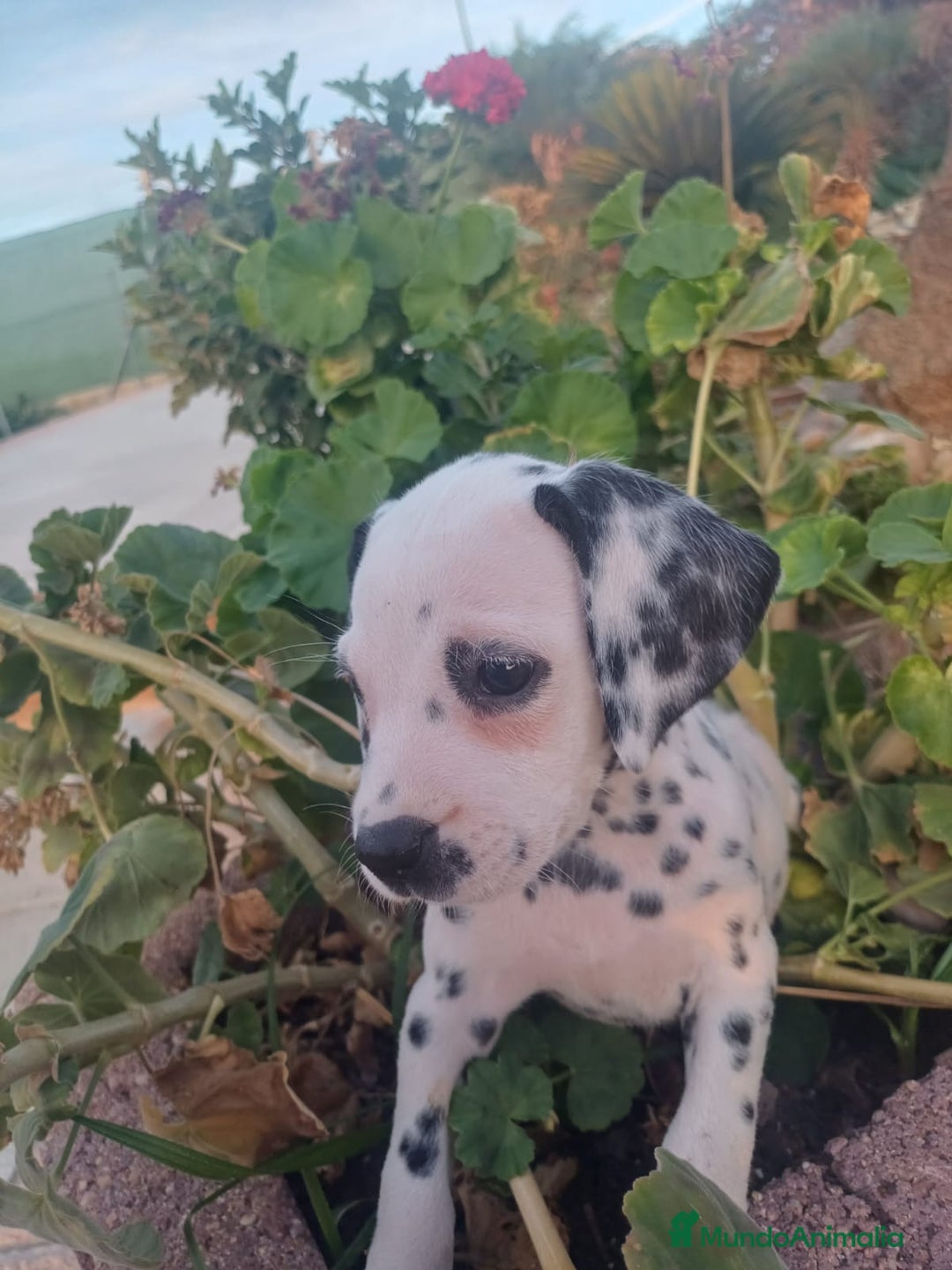 Dálmata perros en venta: Macho dalmata  - Imagen 1
