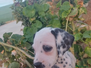 Dálmata perros - Anuncio 10