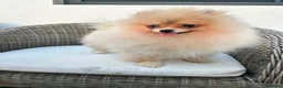 Pomerania perros en venta: Pomerania hembra toy - Anuncio 5