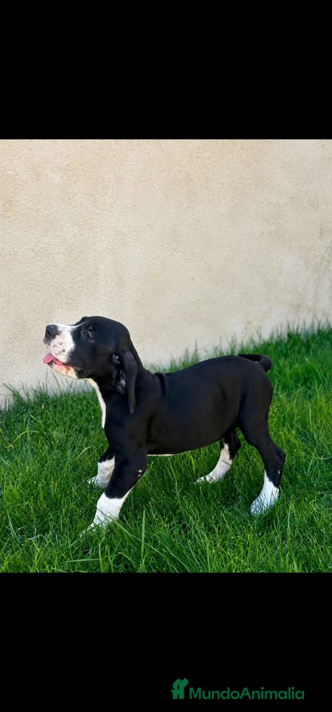 Otras razas perros en venta: Disponibles Gran Danés de Calidad  - Anuncio 11