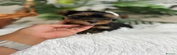 Yorkshire Terrier perros en venta: YORKSHIRE TERRIER - Anuncio 15