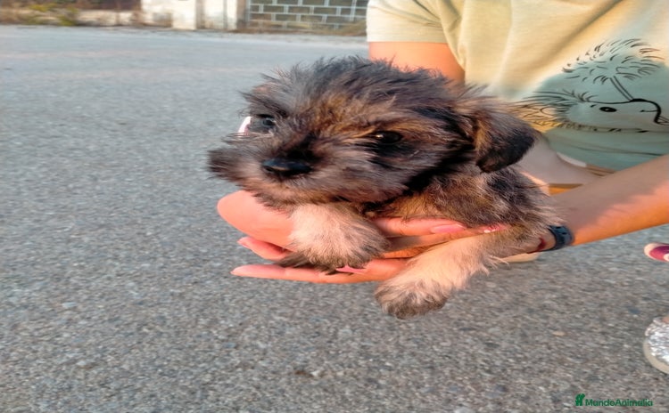 Schnauzer Mediano perros - Anuncio 13