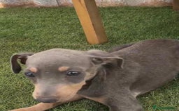 Pinscher Miniatura perros en venta: Mini-pinscher blue Macho  - Imagen 4
