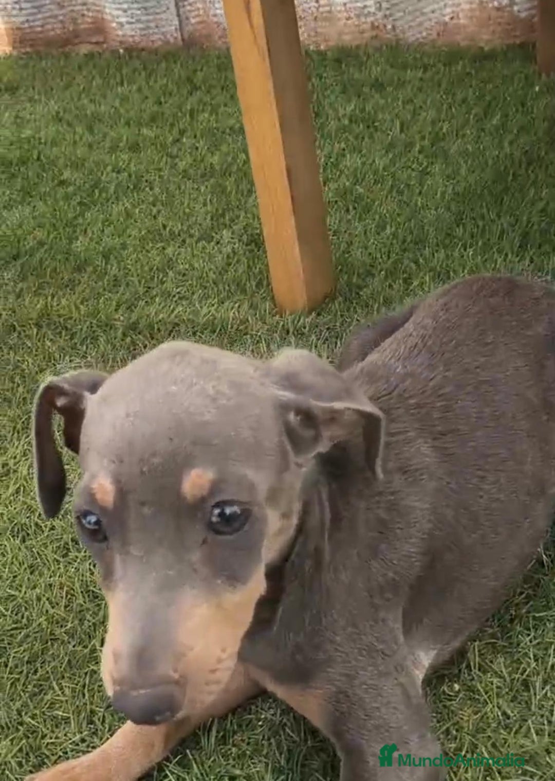 Pinscher Miniatura perros en venta: Mini-pinscher blue Macho  - Imagen 4