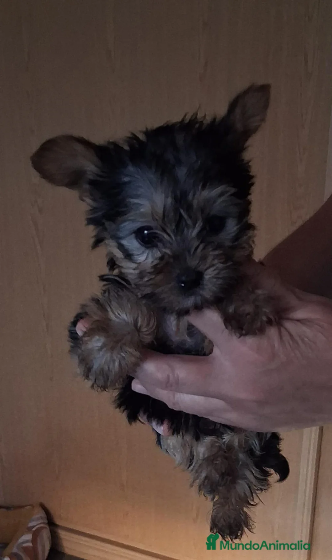 Yorkshire Terrier perros en venta: Yorksai toy - Anuncio 3