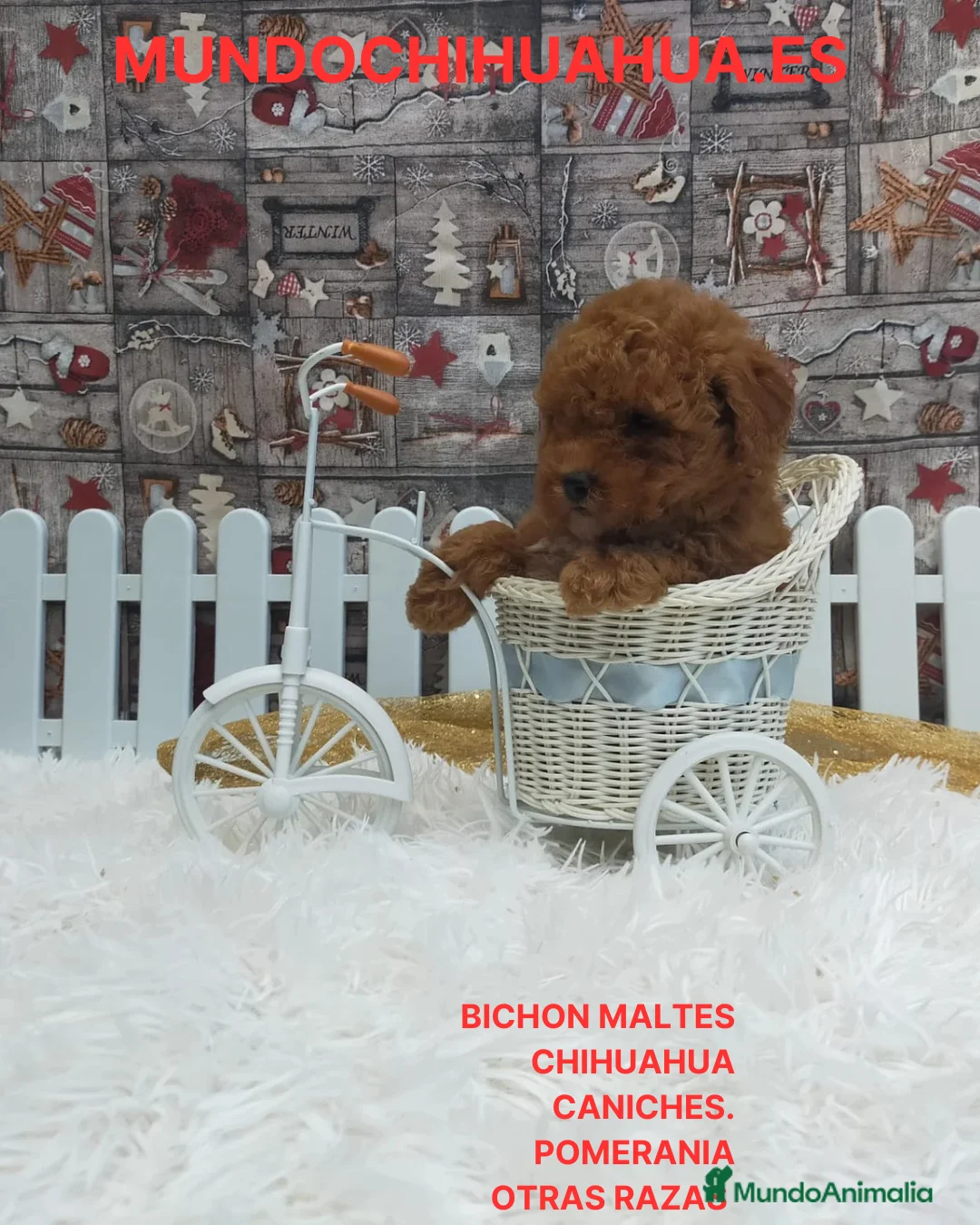 Caniche Toy perros en venta: PRECIOSOS CANICHE  ROJO LINEA TOY   - Anuncio 2