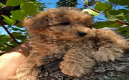 Caniche Toy perros en venta: Caniches toy - Imagen 6