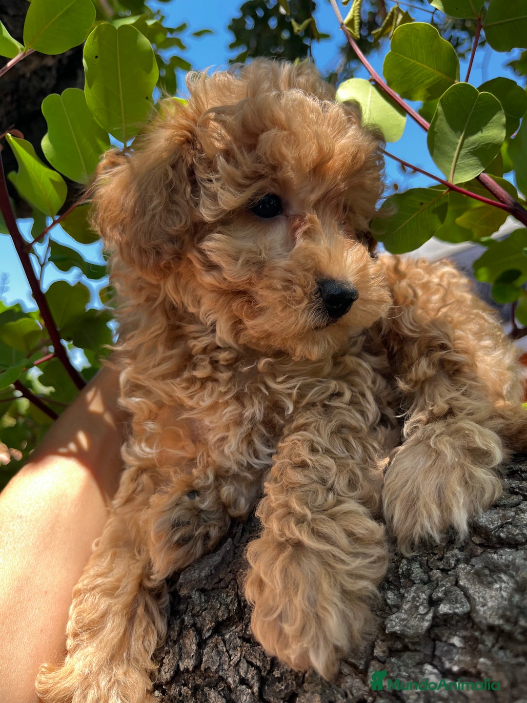 Caniche Toy perros en venta: Caniches toy - Imagen 6