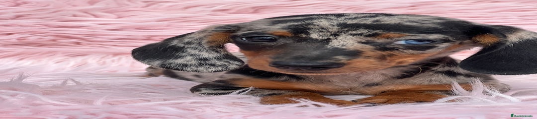 Teckel Miniatura Cachorro 1