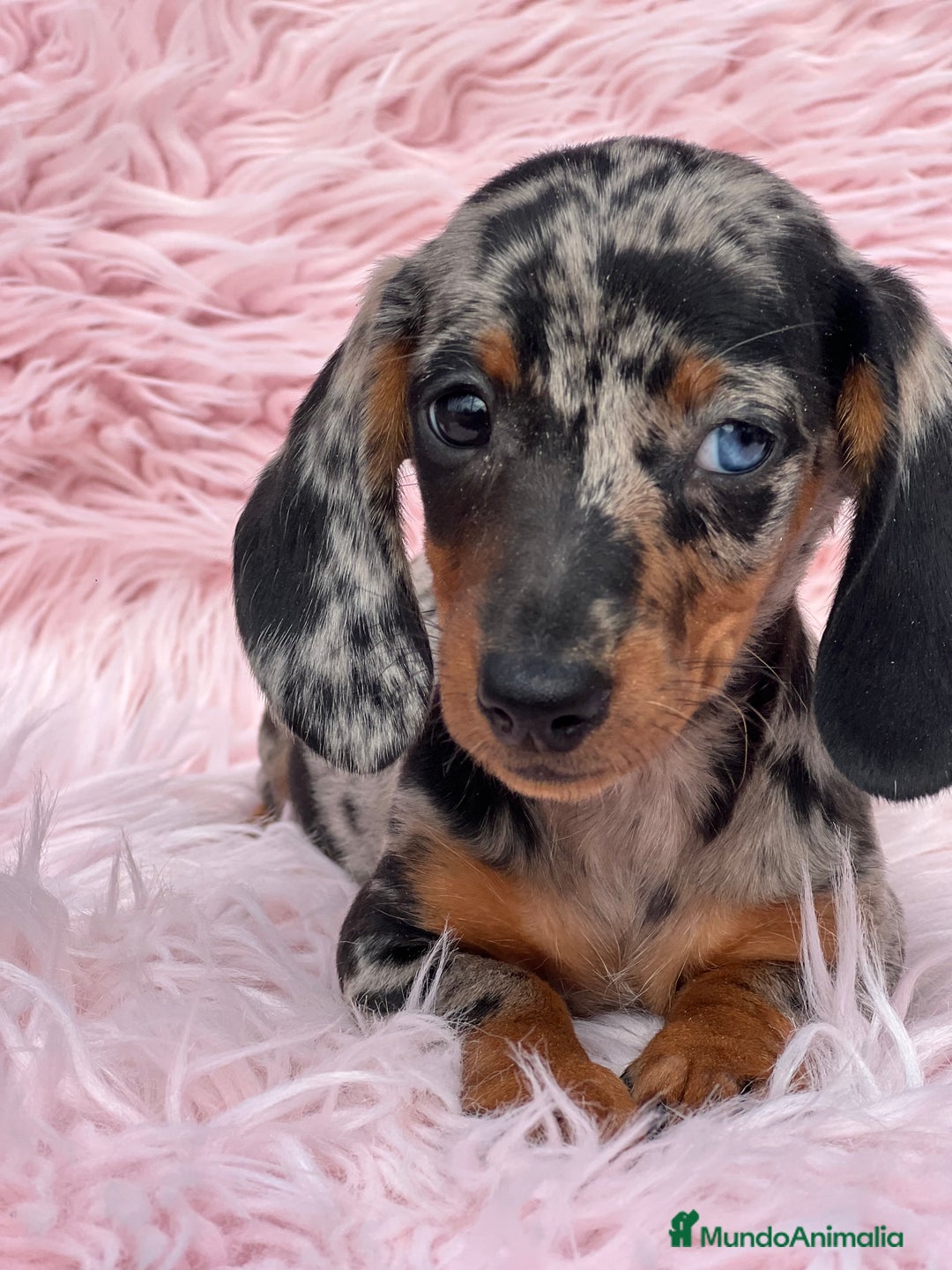 Teckel Miniatura perros en venta: Teckel arlequín Kaninchen  - Imagen 3
