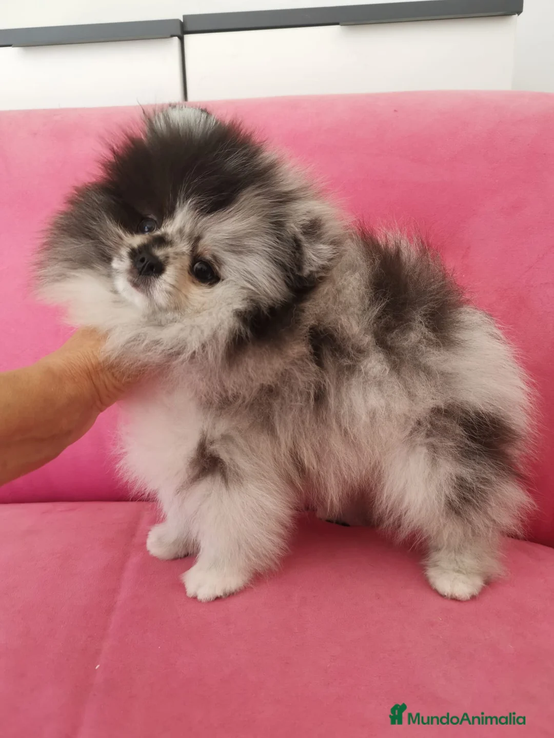Pomerania perros en venta: Pomerania TOY Merle macho espectacular  - Anuncio 2