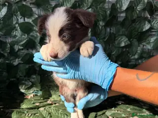 Border Collie perros Border collie - Anuncio 1