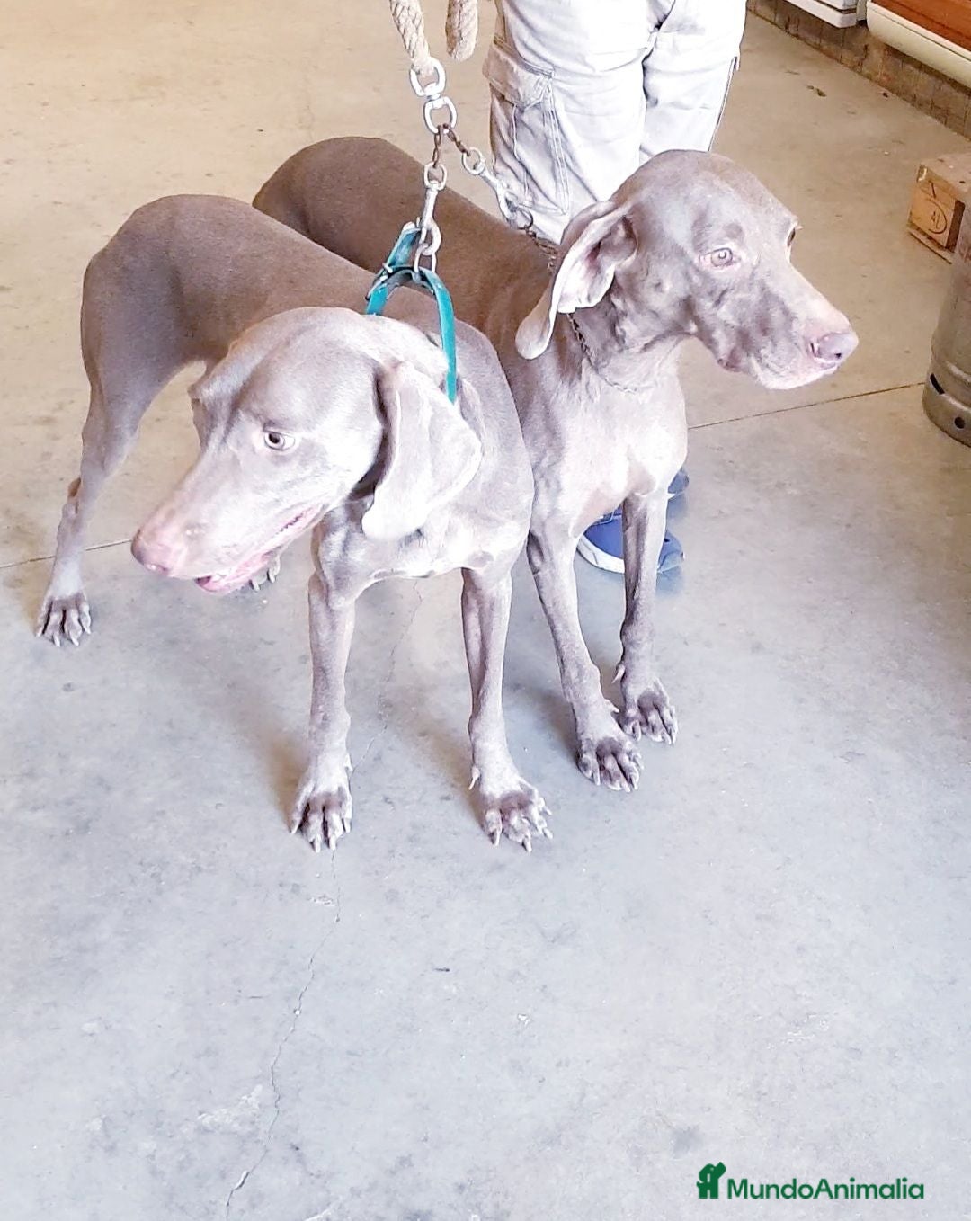 Weimaraner perros Bracos de Weimar  - Anuncio 1