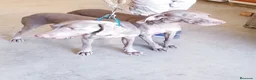 Weimaraner perros en venta: Bracos de Weimar  - Anuncio 1