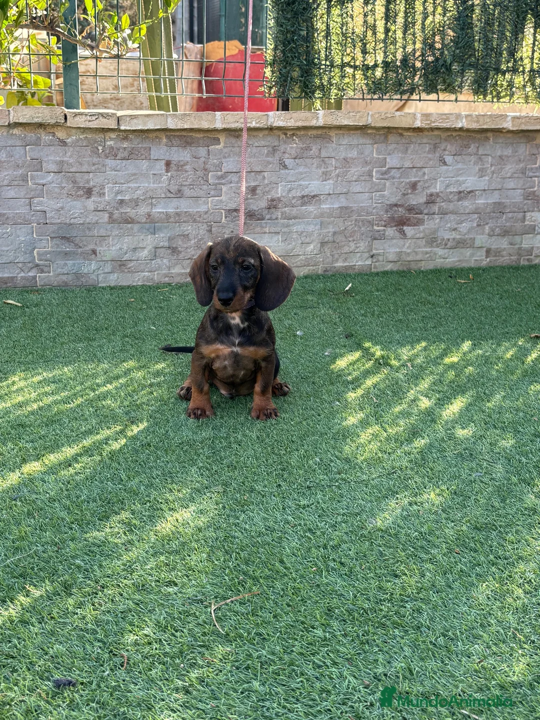 Teckel perros en venta: Cachorro teckel color jabalí  - Anuncio 2