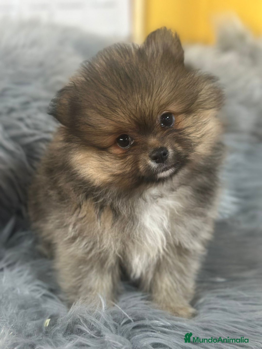Pomerania perros en venta: POMERANIA DISPONIBLE - Anuncio 3