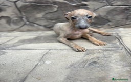 Whippet perros en venta: Whippet  - Imagen 5