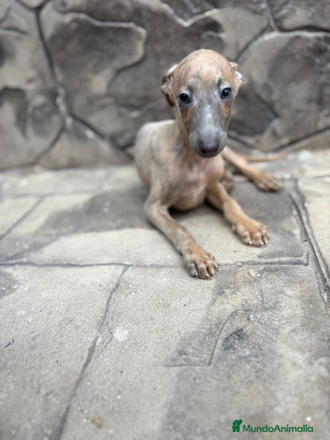 Whippet perros en venta: Whippet  - Imagen 5