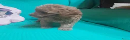 Caniche Toy perros en venta: CANICHE TOY - Anuncio 5