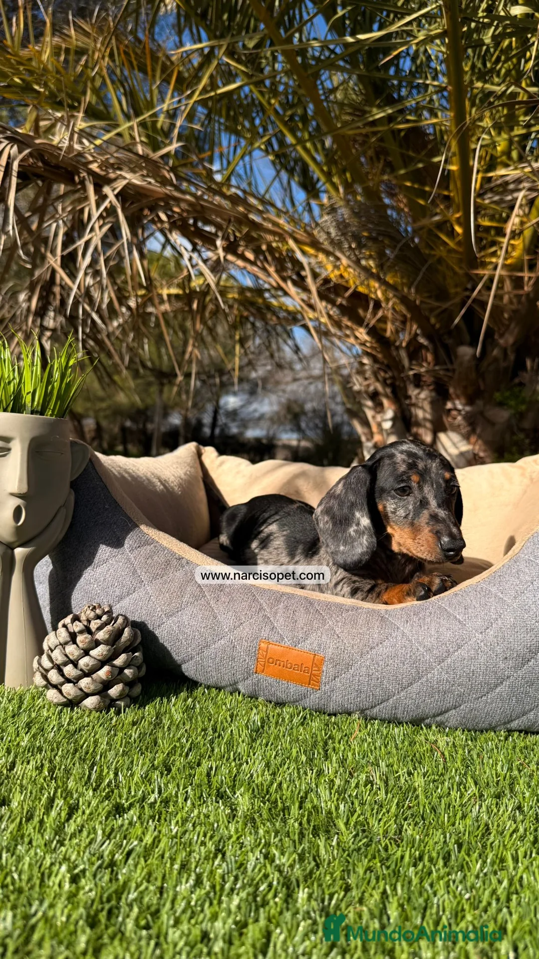 Teckel Miniatura perros en venta: TECKEL ARLEQUIN PLATA MINI - Anuncio 7