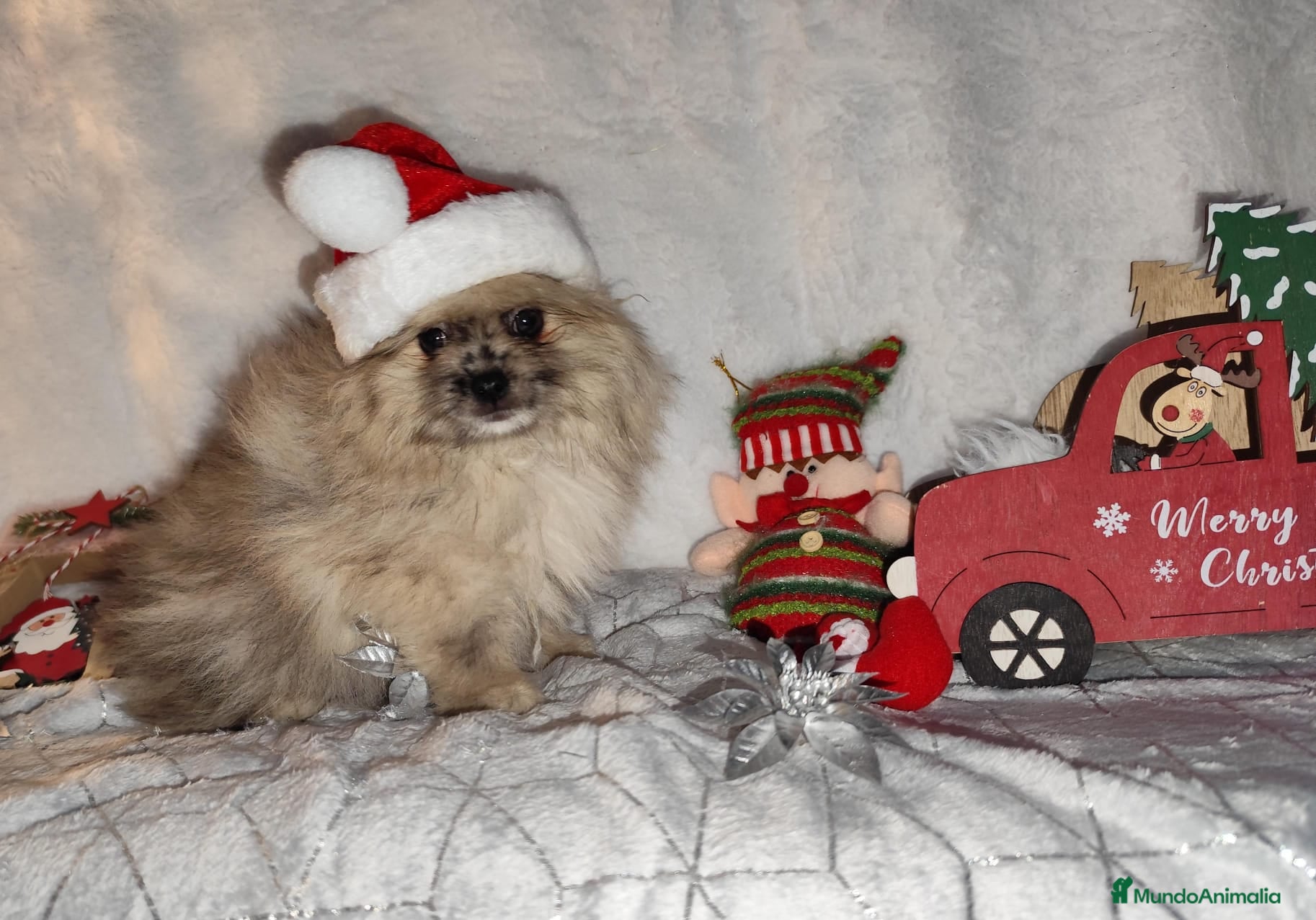 Pomerania perros Pomerania  - Anuncio 9