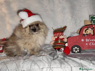 Pomerania perros Pomerania - Anuncio 9