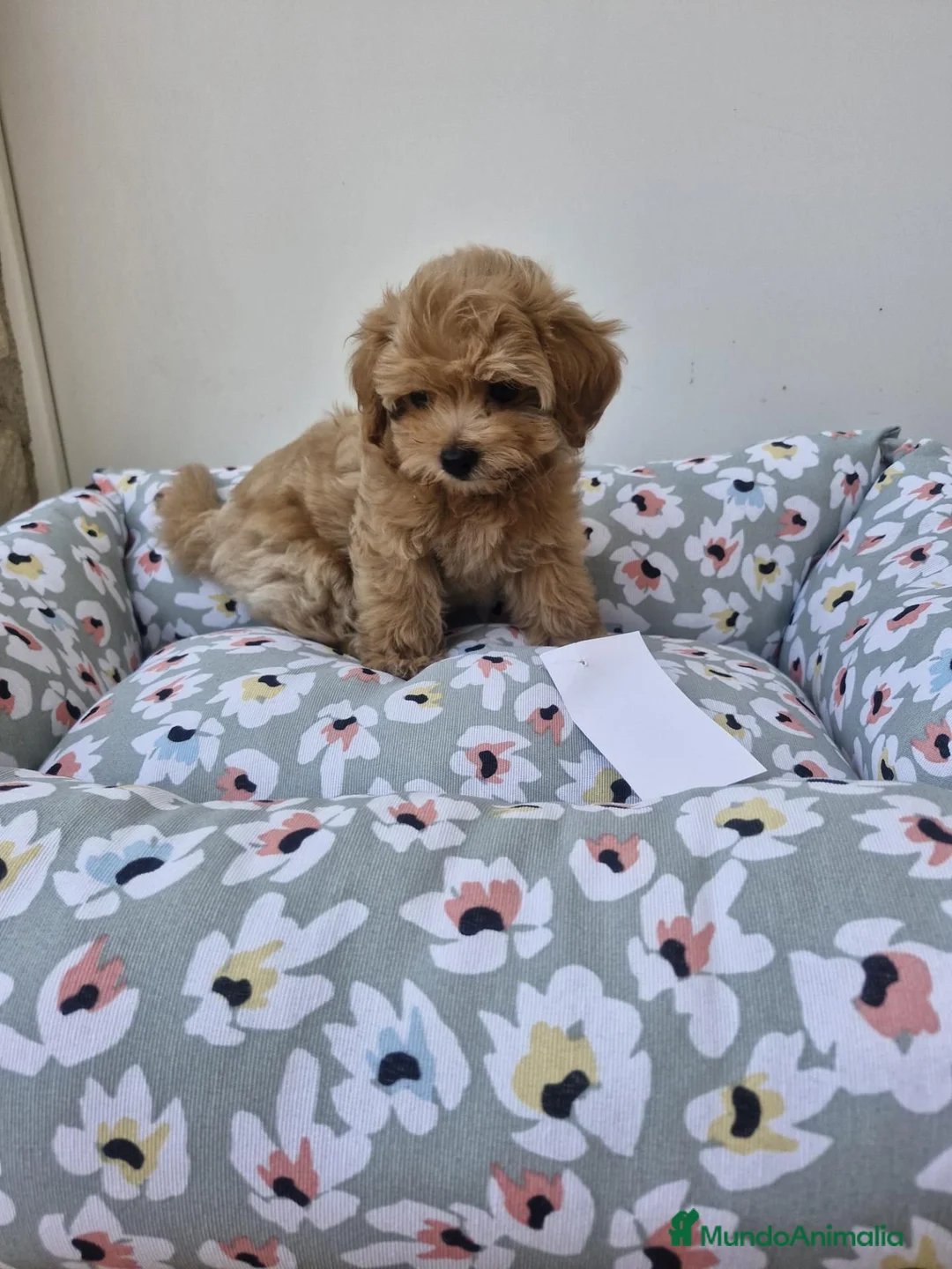 Maltipoo perros en venta: Maltipoo - Anuncio 9