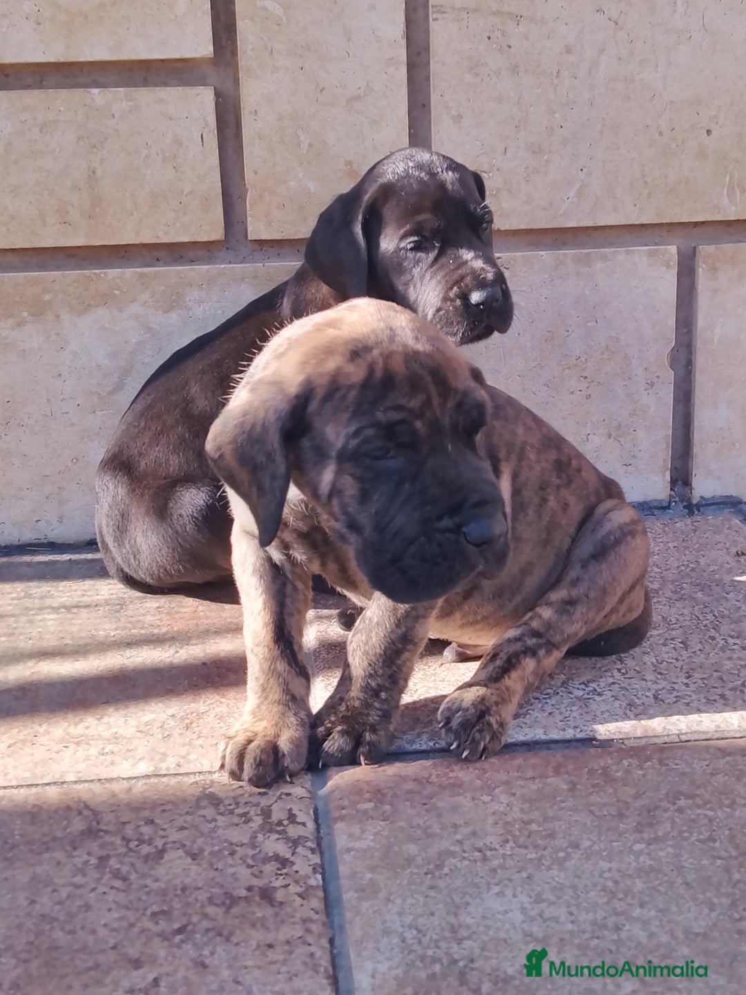 Dogo Alemán perros en venta: Cachorros de Dogo Alemán  - Anuncio 4