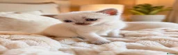 Británico de Pelo Corto gatos en venta: BRITISH SHORTHAIR POINT WHITE 🤍🩵 - Anuncio 2