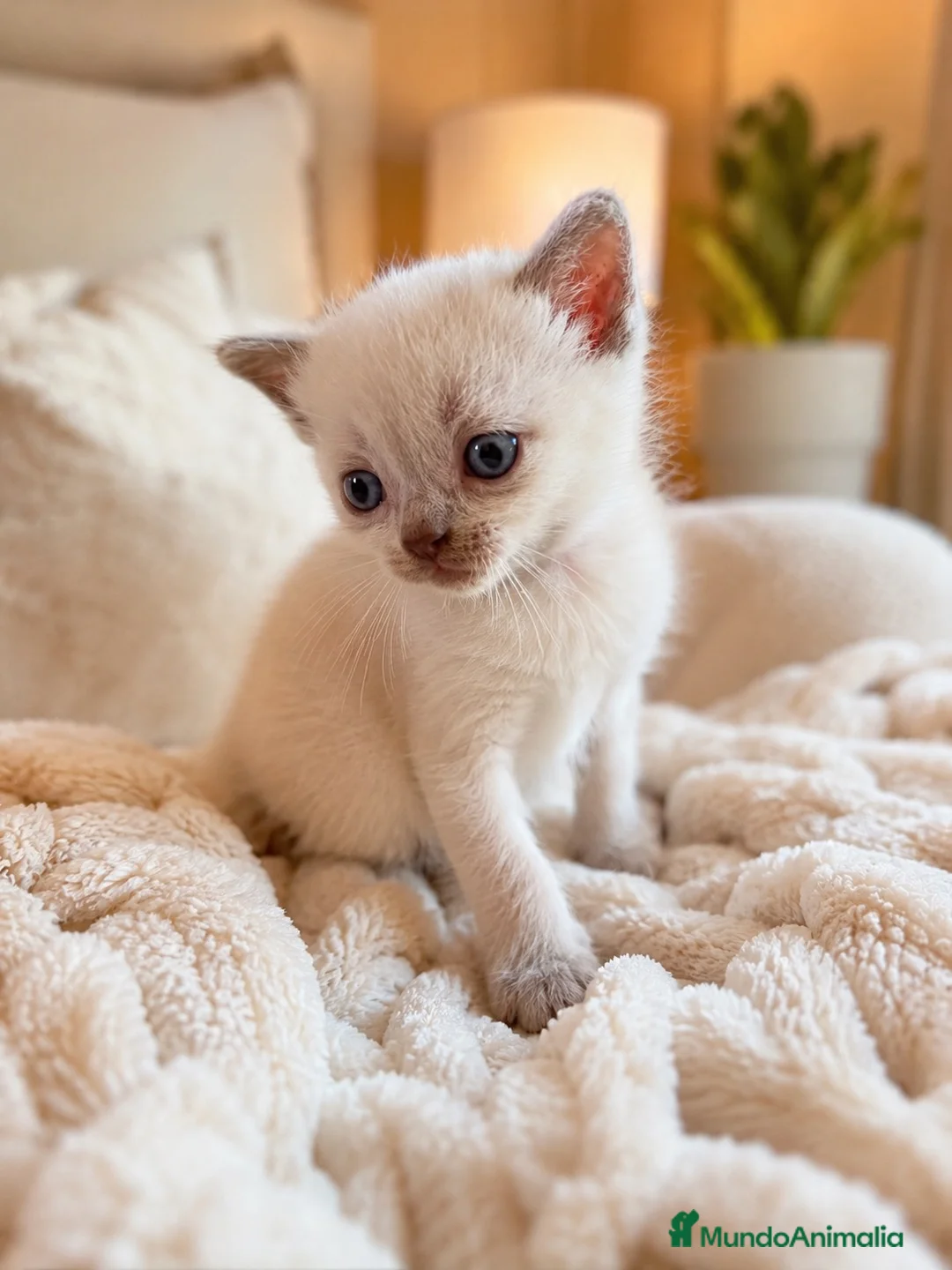 Británico de Pelo Corto gatos en venta: BRITISH SHORTHAIR POINT WHITE 🤍🩵 - Anuncio 2