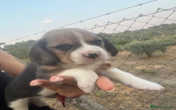 Beagle perros en venta: Cachorros Beagle  - Imagen 1