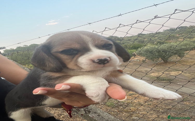Beagle perros - Anuncio 1