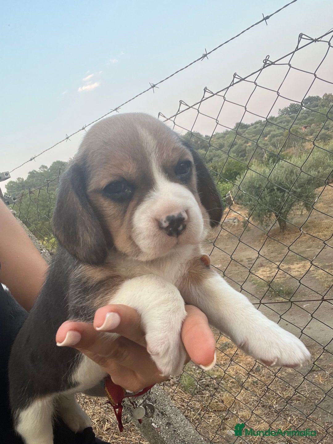 Beagle perros en venta: Cachorros Beagle  - Imagen 1